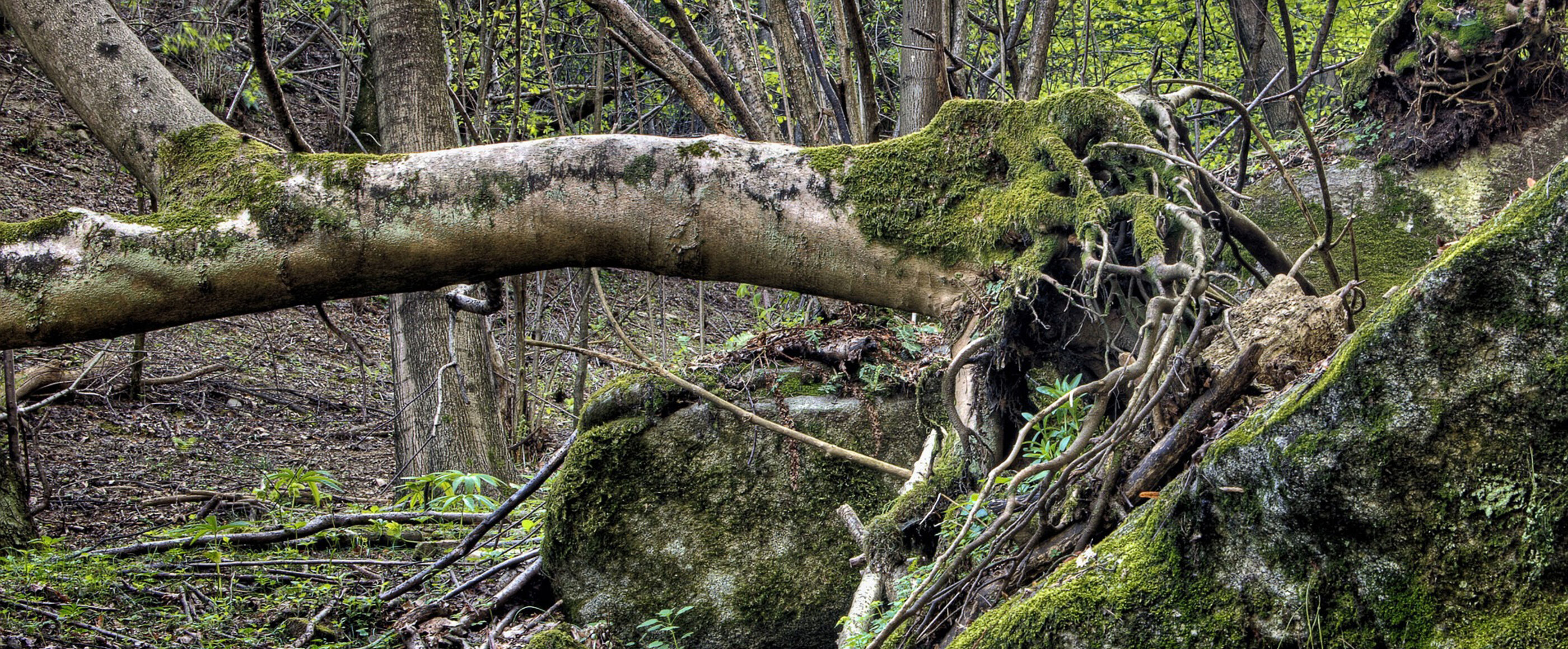 Ein entwurzelter Baum in einem Wald.
