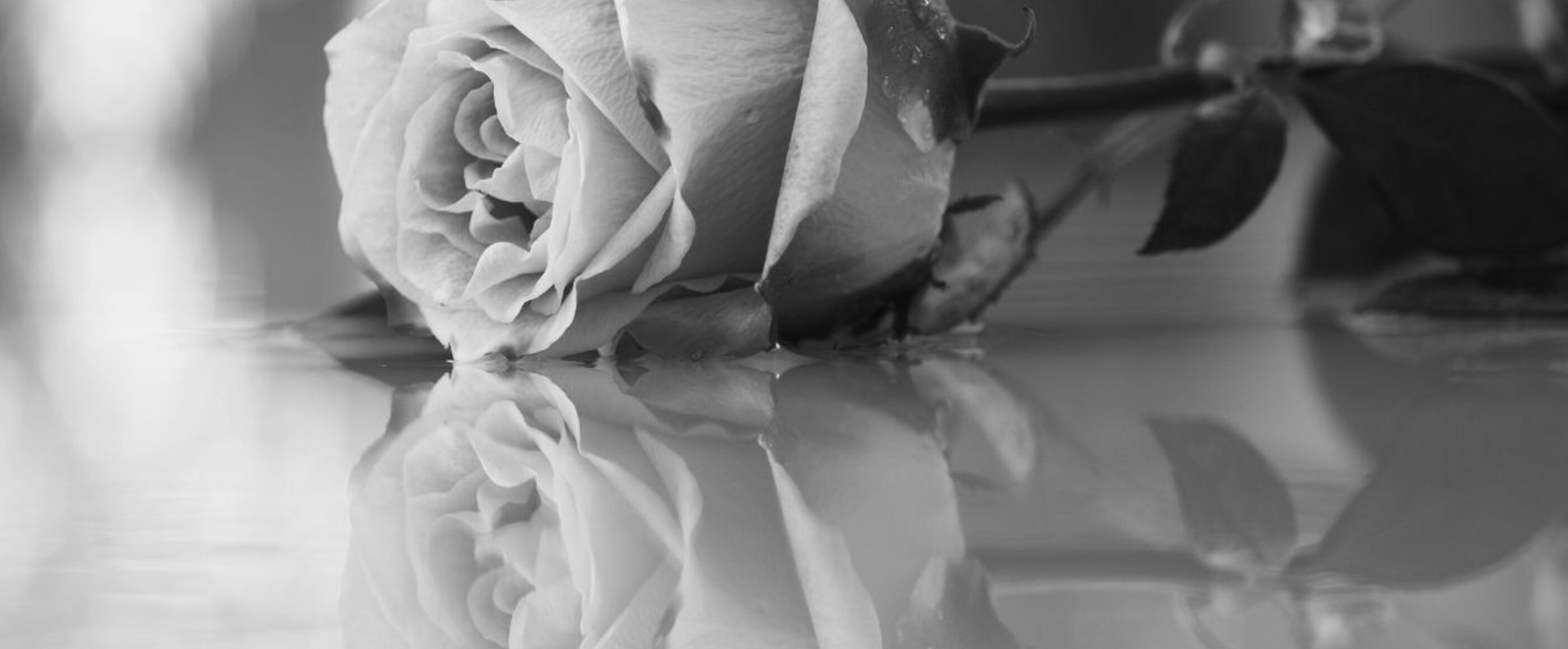 Ein schwarz-weißes Bild von einer Rose, die auf einer spiegelnden Fläche liegt.