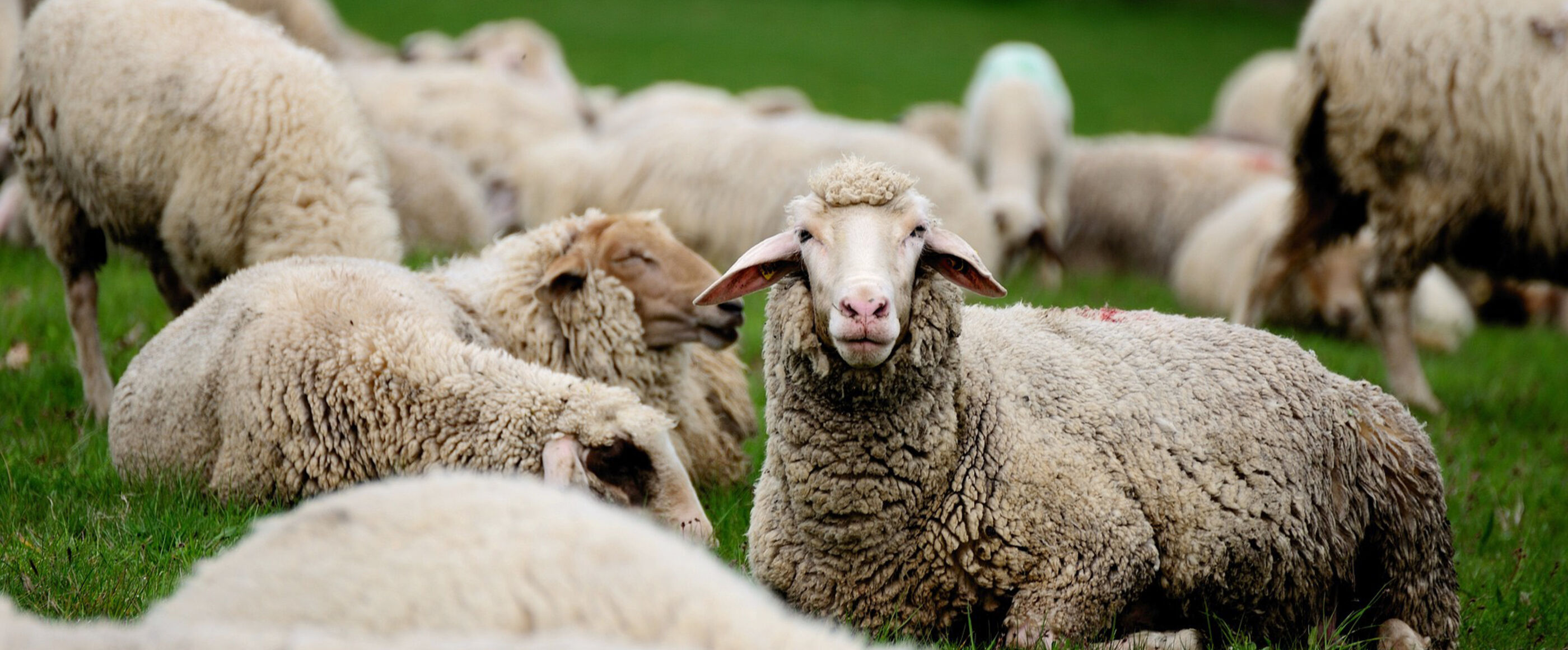 Ein Schaf in einer Herde