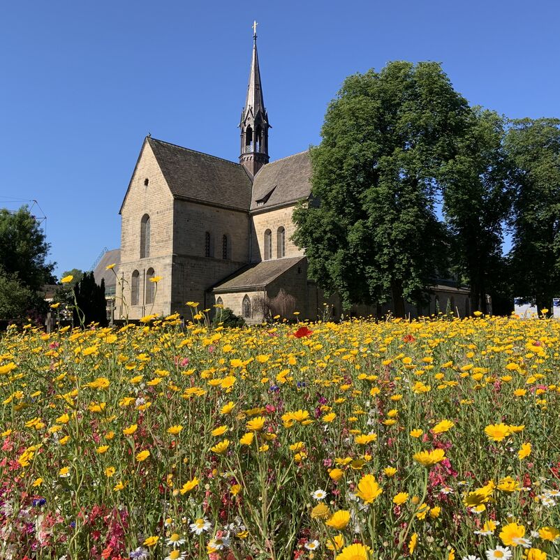 Im Hintergrund einer blühenden Blumenwiese sieht man die Gebäude des Klosters Loccum.