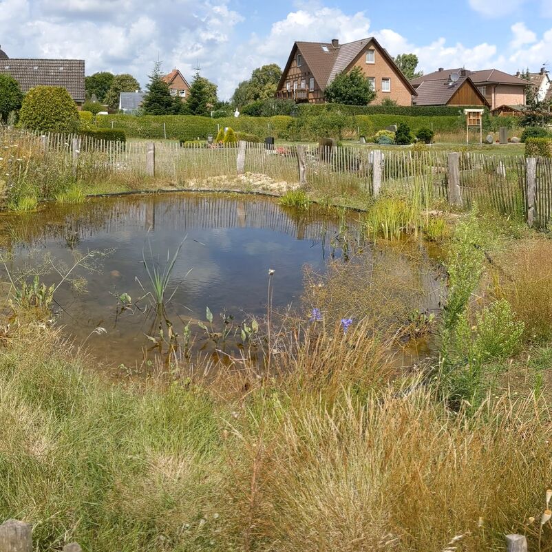 Ein kleiner Teich mit dichtem Ufergrün, in Hintergrund Einfamilienhäuser.