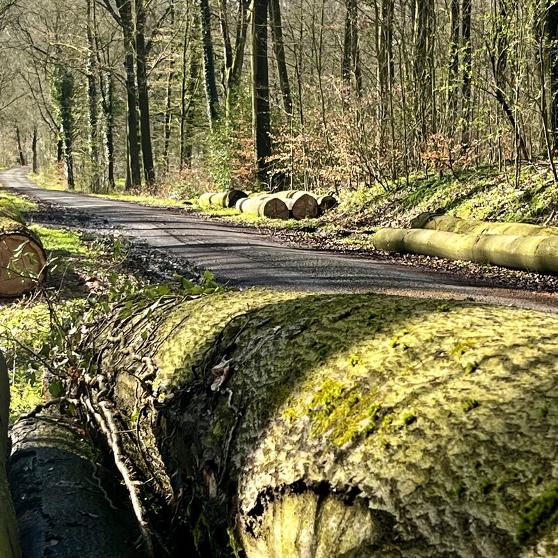 Rund ein halbes Dutzend dicke gefällte Baumstämme liegem am Wegesrand im Wald und sind von Moos überzogen.