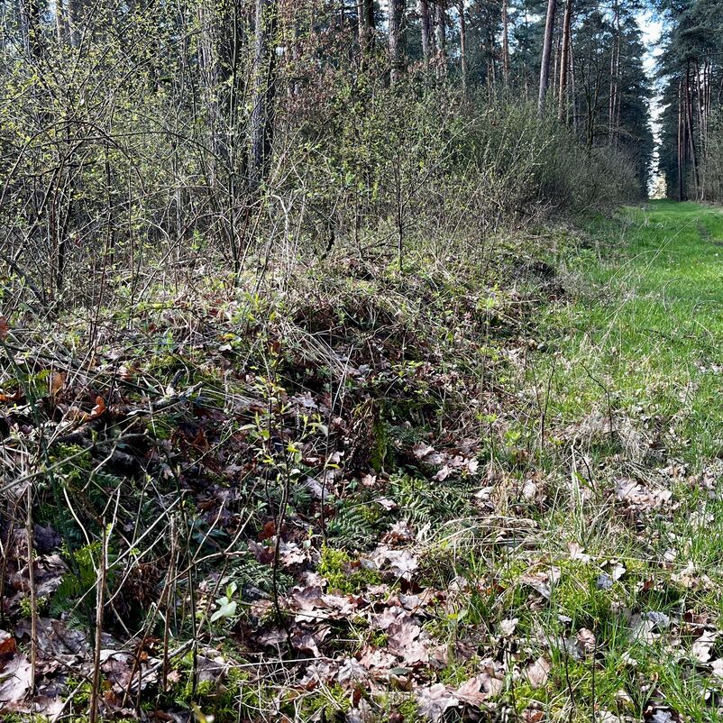 Ein grasbewachsener Waldweg führt an einem aufgeschütteten Wall im Wald entlang.
